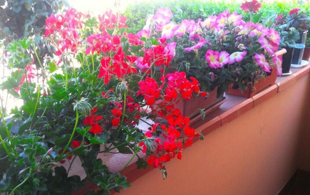 A Casa Doina Airport2 Bed and Breakfast Πίζα Εξωτερικό φωτογραφία